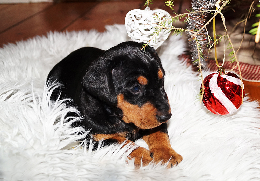 Pinscher * Xélanc Incredible Ivanhoe 5 veckor